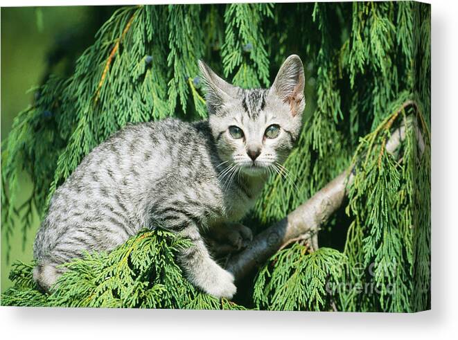 Cat Canvas Print featuring the photograph Ocicat Kitten by Jean-Michel Labat
