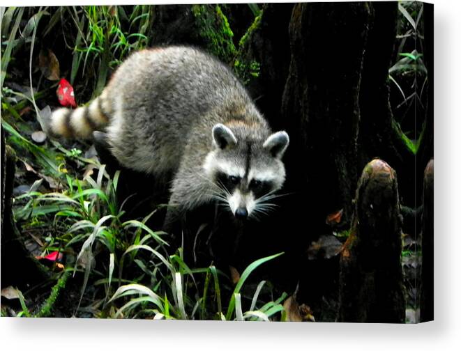 Raccoon Canvas Print featuring the photograph October Raccoon I by Sheri McLeroy