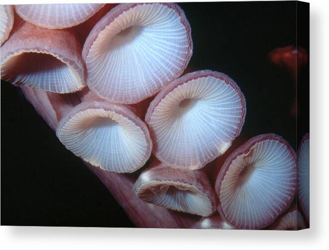 Animal Canvas Print featuring the photograph Octopus Suction Cups by Greg Ochocki