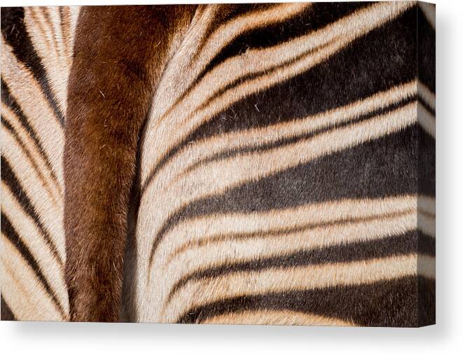 Stripes Canvas Print featuring the photograph Okapi Stripes by Ernest Echols