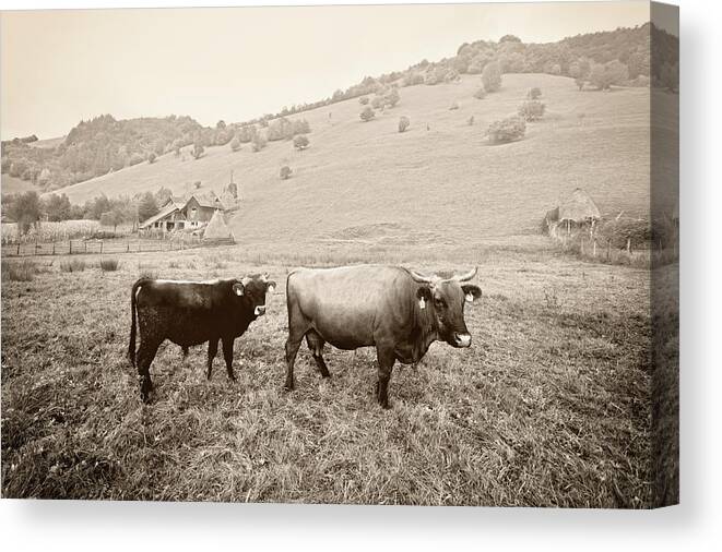 Horned Canvas Print featuring the photograph Old Farm In The West by Mixmike