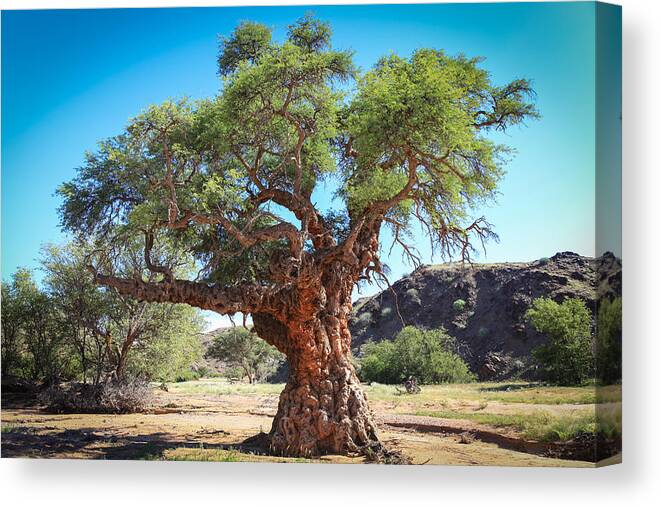 Namibia Canvas Print featuring the photograph Old Gnarled Tree by Gregory Daley MPSA