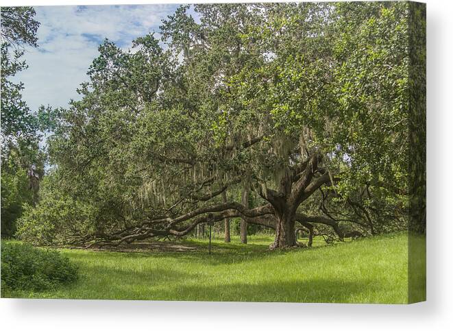 Florida Canvas Print featuring the photograph Old oak tree by Jane Luxton