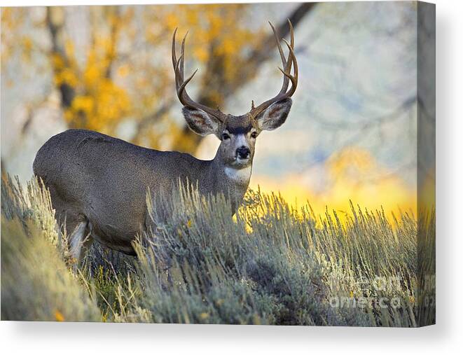 Mule Deer Canvas Print featuring the photograph Old Sage by Aaron Whittemore