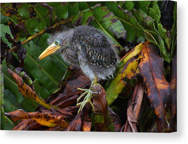 Green Heron Canvas Print featuring the photograph Old Yet New by Leda Robertson