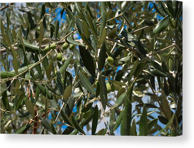 Leaf Canvas Print featuring the photograph Olive Branch by Dany Lison