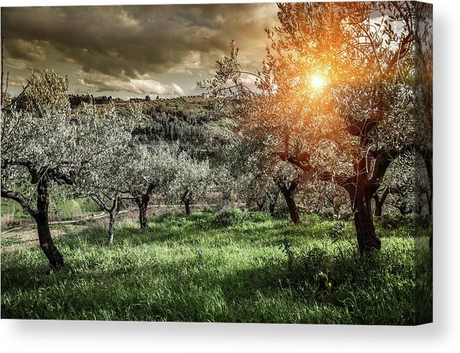 Scenics Canvas Print featuring the photograph Olive Trees In Chieti, Abruzzo, Italy by Walter Zerla