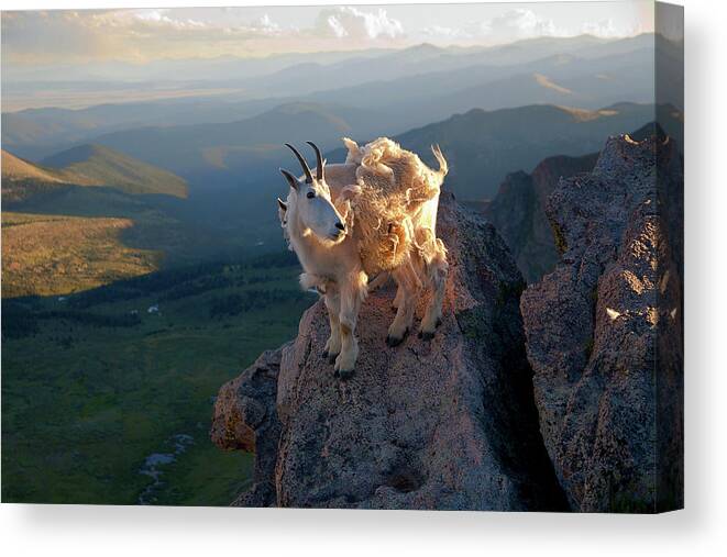 Mountain Goats; Sunset; Overlook; Mountain Momma; Goat; Nature; Wildlife; Baby Animal; Mother; Precipice; Outcrop; Cliff; Windy; Canvas Print featuring the photograph On a Clear Day by Jim Garrison