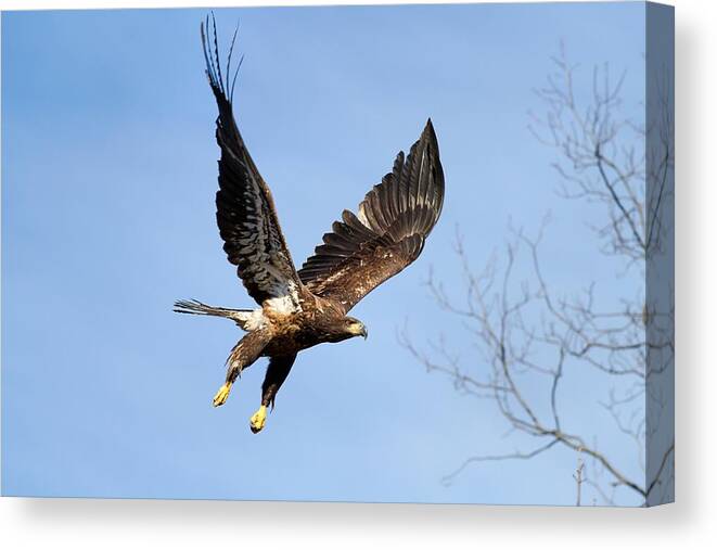 Bald Eagle Canvas Print featuring the photograph On Target by Mike Farslow