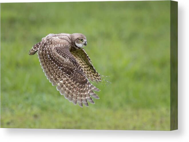 Owl Canvas Print featuring the photograph On The Hunt by Greg Barsh