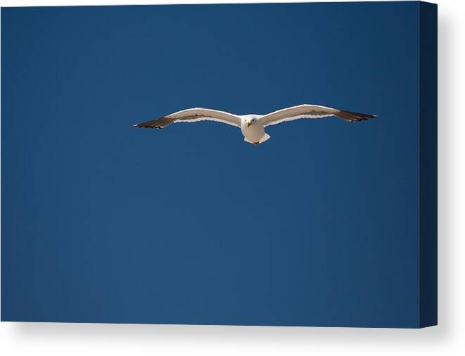 Hunt Canvas Print featuring the photograph On the Hunt by Mike Lee