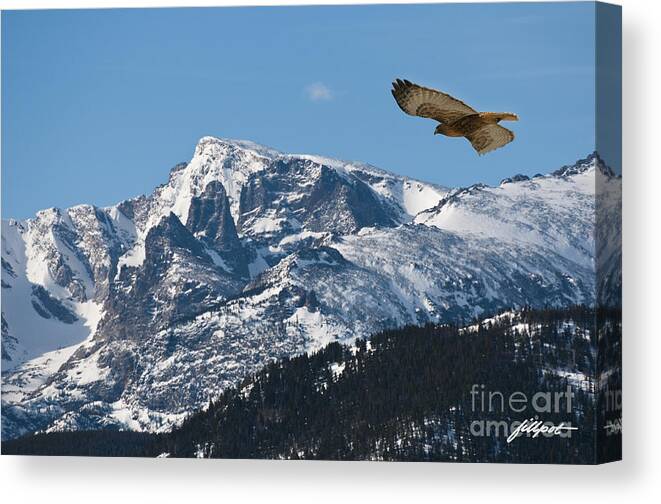 Hawk Canvas Print featuring the photograph On the wing by Bon and Jim Fillpot