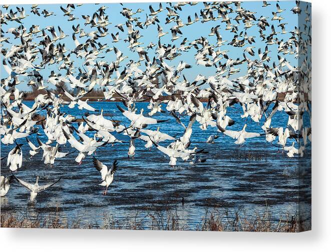 Snow Geese Canvas Print featuring the photograph One Coot by Kathleen Bishop