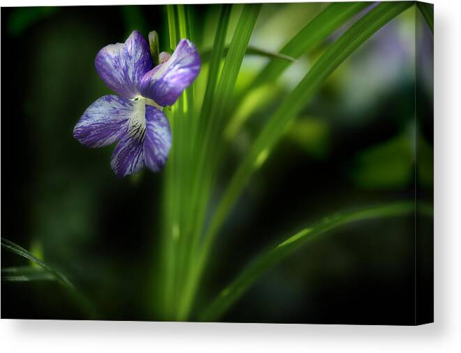 Purple Violet Canvas Print featuring the photograph One Fine Morning by Michael Eingle