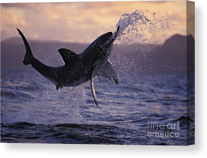 Great White Shark Jumping Out Of Seawater Poster 5 Panel Canvas Print Wall Art