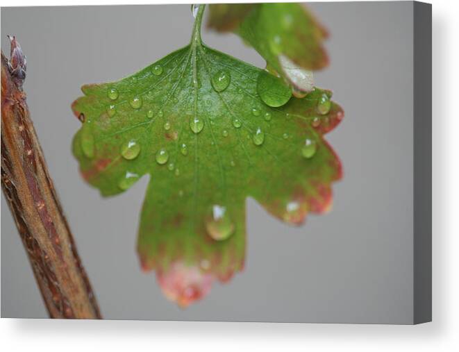 Leaf Canvas Print featuring the photograph Rain drops on Leaf by Valerie Collins