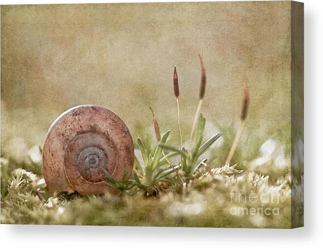 Moss Canvas Print featuring the photograph One moment in time by Maria Ismanah Schulze-Vorberg