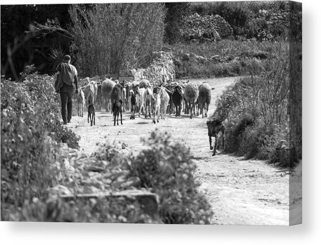 Pharaoh Hound Canvas Print featuring the photograph One of the last Gozitan Traditional Sheep Farmers by Focus Fotos