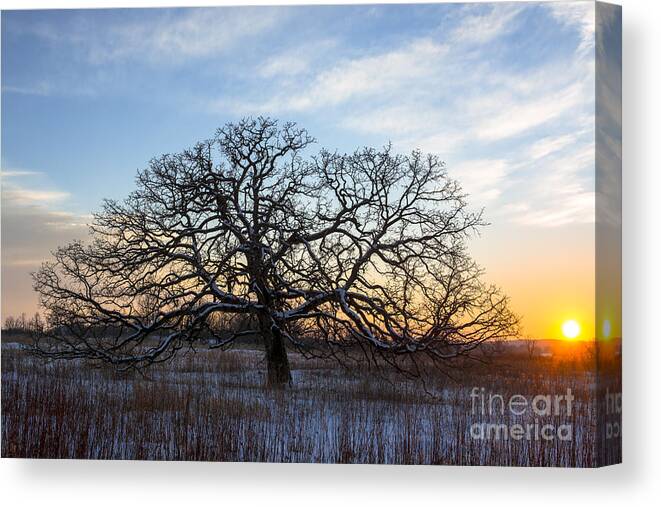 Lone Oak Canvas Print featuring the photograph One Tree Hill by Dan Hefle