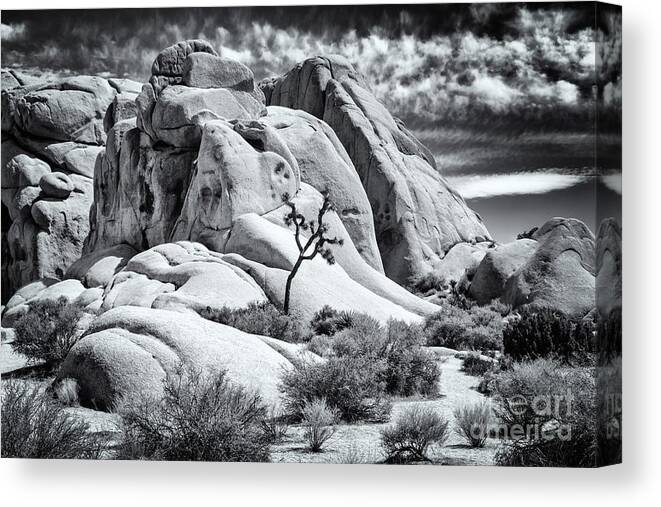 Joshua Tree Canvas Print featuring the photograph One Tree Hill by Jennifer Magallon