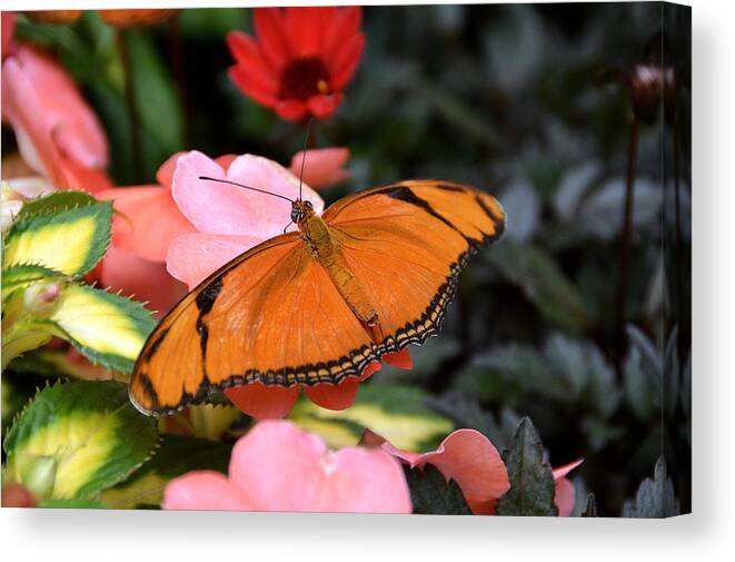 Butterfly Canvas Print featuring the photograph Oneness by David Earl Johnson