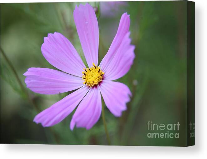 Petals Canvas Print featuring the photograph Open by Lynn England