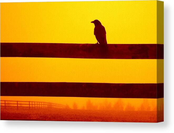 Crow Canvas Print featuring the photograph Opportunist in Orange by Carlee Ojeda