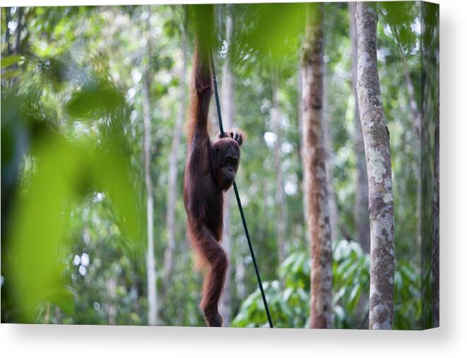 Island Of Borneo Canvas Print featuring the photograph Orang-utan Ritchie In Semongoh Wildlife by Holger Leue