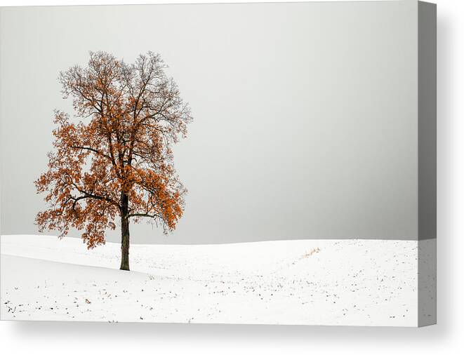 Autumn Canvas Print featuring the photograph Orange and White by Todd Klassy