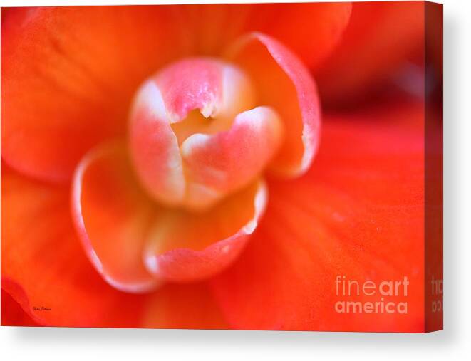 Begonias Canvas Print featuring the photograph Orange Begonia by Yumi Johnson