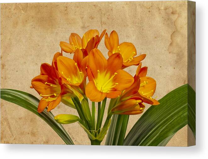 Lily Blossoms Canvas Print featuring the photograph Orange Clivia Lily by Sandra Foster