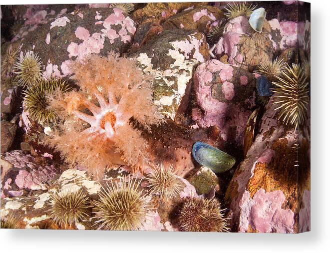 Orange-footed Cucumber Canvas Print featuring the photograph Orange-footed Cucumber, Gulf Of Maine by Andrew J. Martinez