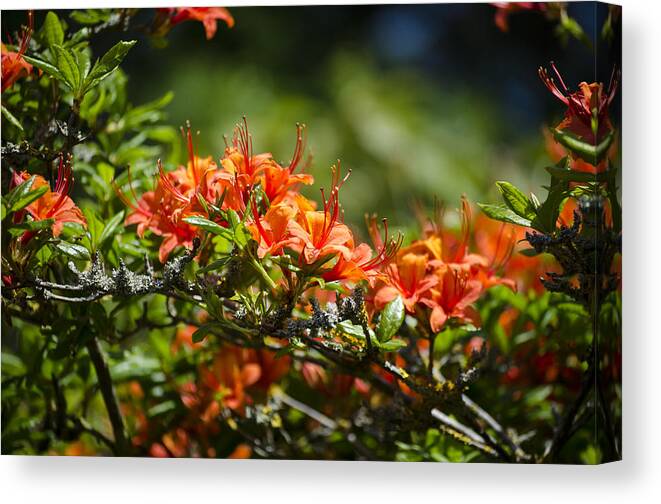 Orange Canvas Print featuring the photograph Orange Rhododendron by Spikey Mouse Photography