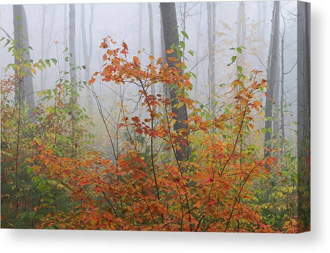 New Canvas Print featuring the photograph Orange You Glad by Juergen Roth