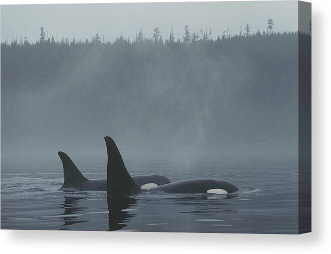 Feb0514 Canvas Print featuring the photograph Orca Male And Female Surfacing Canada by Hiroya Minakuchi