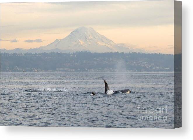 Orca Canvas Print featuring the photograph Orcas and Mt. Rainier by Gayle Swigart