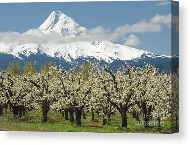 Orchard Canvas Print featuring the photograph Orchard And Mount Hood Oregon by John Shaw