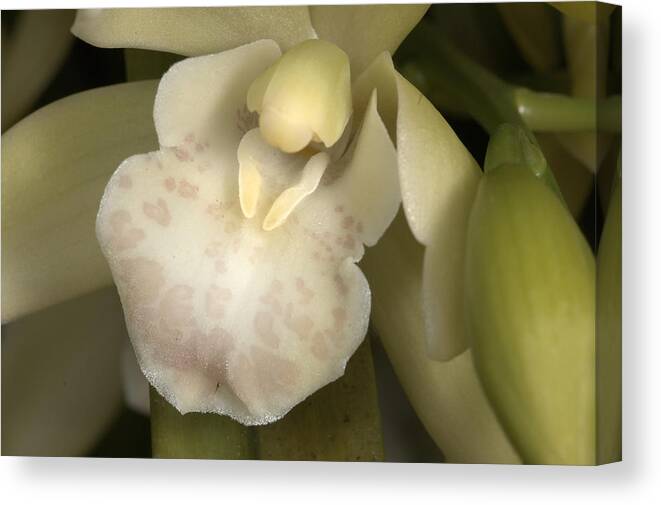 Orchid Canvas Print featuring the photograph Orchid 498 by Wesley Elsberry