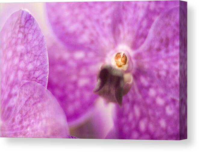 Flower Canvas Print featuring the photograph Orchid by Bradley R Youngberg