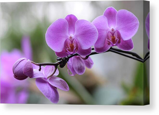 Orchid Canvas Print featuring the photograph Orchid in Bloom by Harold Rau