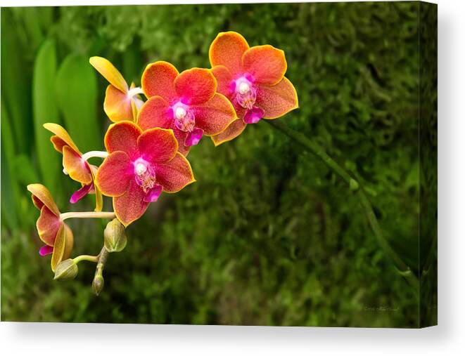 Phalaenopsis Canvas Print featuring the photograph Orchid - Phalaenopsis - Tying Shin Cupid by Mike Savad