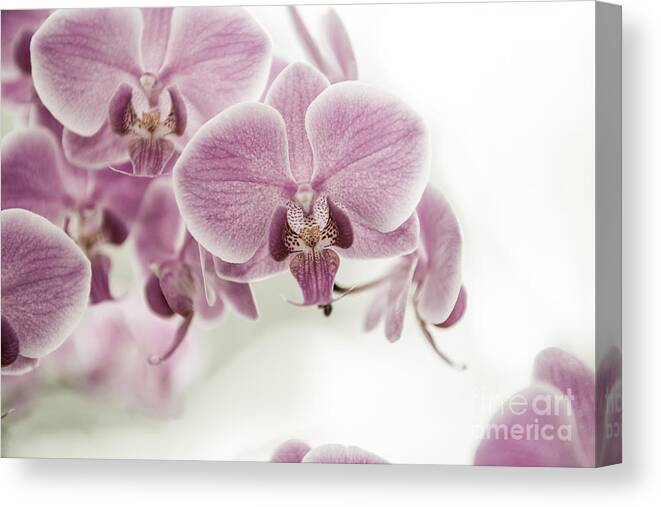 Asia Canvas Print featuring the photograph Orchid Pink Vintage by Hannes Cmarits