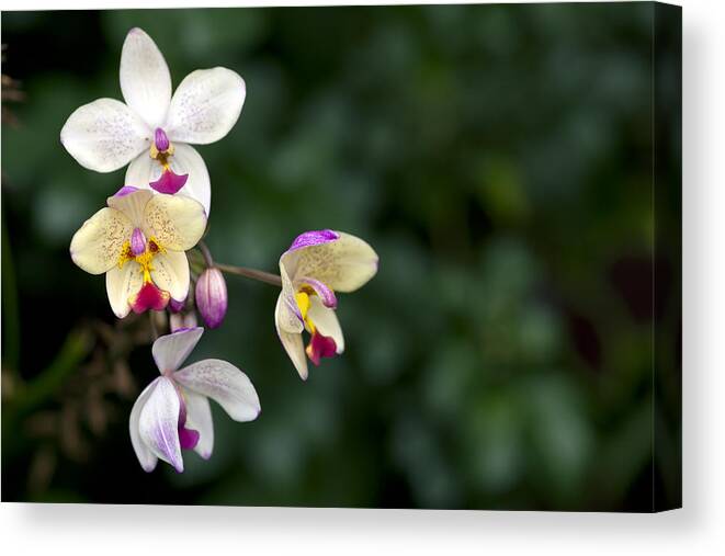 Ochid Canvas Print featuring the photograph Orchids by Edward Kreis