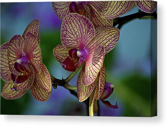 Natural Pattern Canvas Print featuring the photograph Orchids Flowers by Lucas Keene