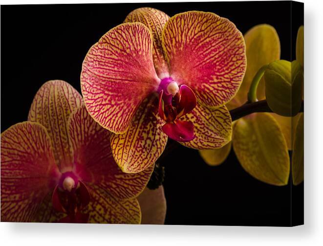 Fjm Multimedia Canvas Print featuring the photograph Orchids by Frank Mari