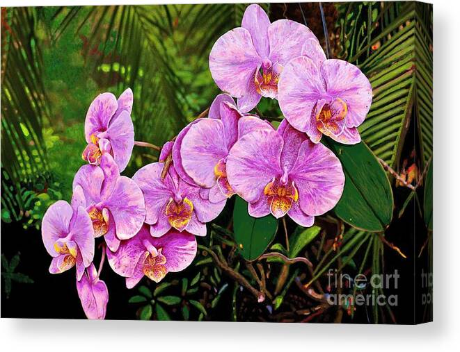 Orchids Canvas Print featuring the painting Orchidstra by Jackie Case