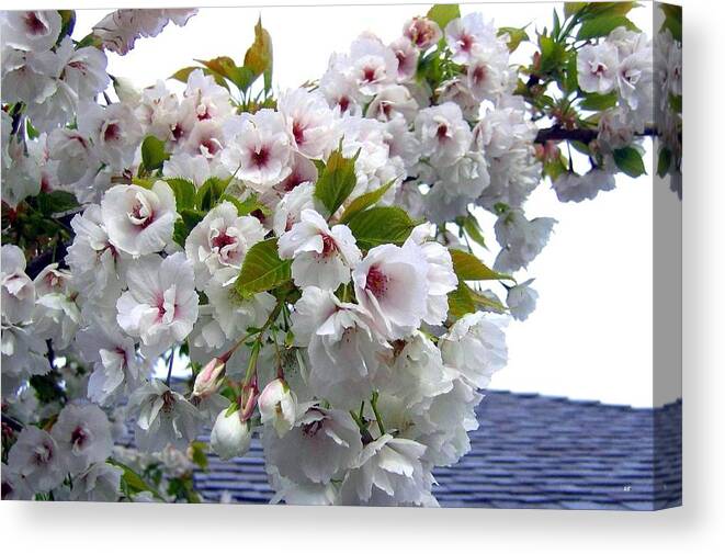 Oregon Cherry Blossoms Canvas Print featuring the photograph Oregon Cherry Blossoms by Will Borden