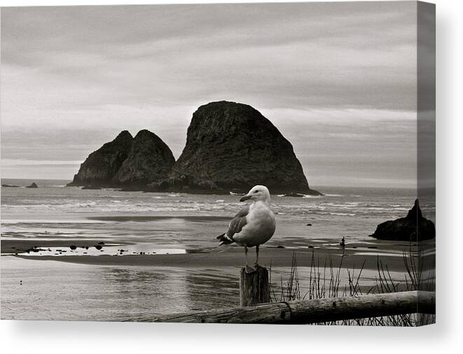  Canvas Print featuring the digital art Oregon Shorebirds by Milton Thompson