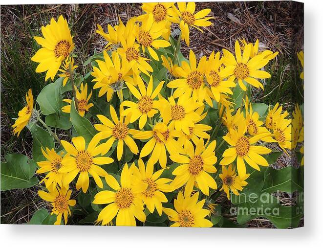 Arrowleaf Balsamroot Canvas Print featuring the photograph Oregon Sunflower by Michele Penner