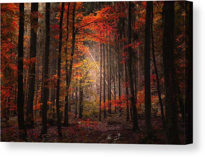 Forest Canvas Print featuring the photograph Orton Forest by Philippe Sainte-Laudy